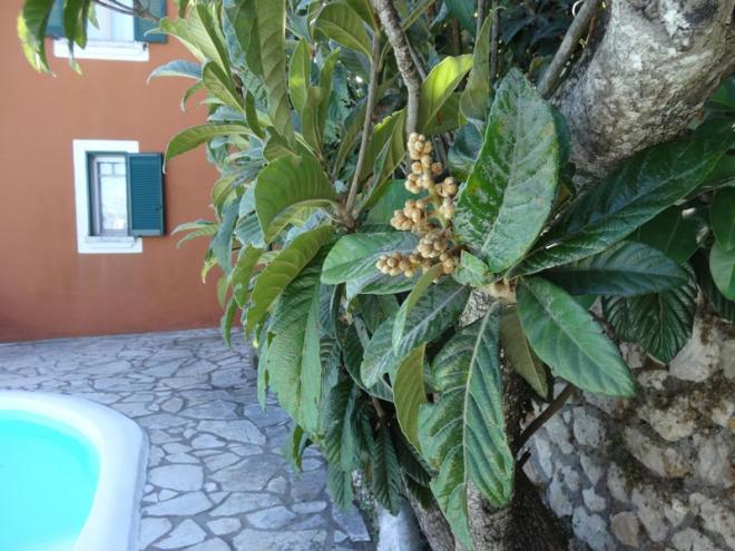 Villa-Anthousa-DSC05233